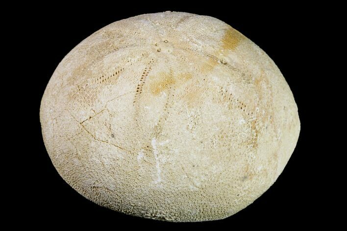 Miocene Sea Biscuit (Echinolampas) Fossil - Australia #156404